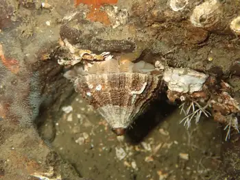 Rough Keyhole Limpet