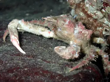 Moss Crab