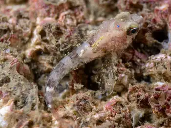 Sculpin
