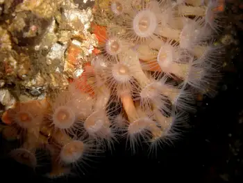 Orange Zoanthids