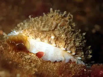 Rough Keyhole Limpet