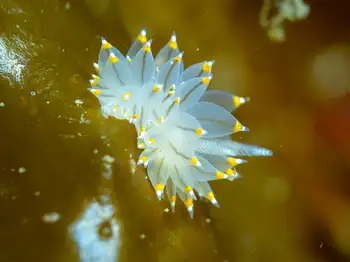 Bicolor Nudibranch