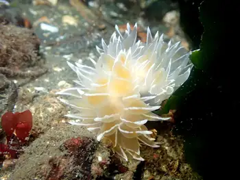 Alabaster Nudibranchs
