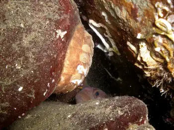 Chiton