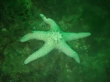 Giant Pink Star