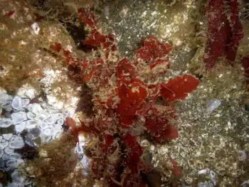Graceful Decorator Crab