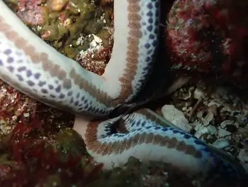 Galapagos Blue Star