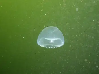 Jelly