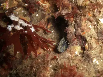 Coral Bryozoans