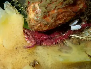 Daisy Brittle Star