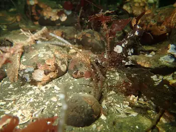 Jointed Three Section Tube Worm