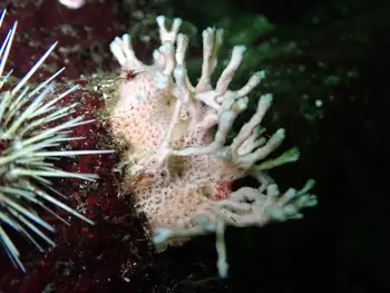 Sponge