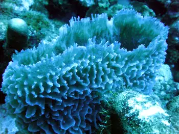 azure vase sponge
