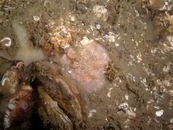 leaf crust bryozoan