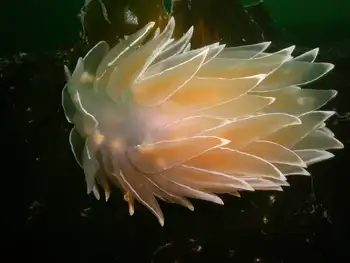 Alabaster Nudibranch