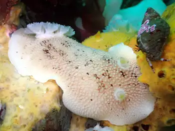Freckled Pale Sea Lemon