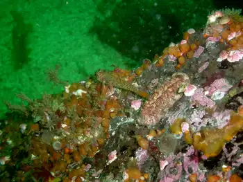 Chiton
