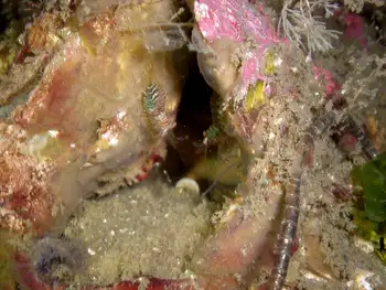 Shrimp