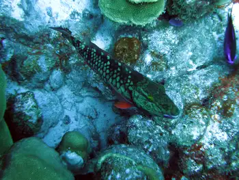 rainbow parrotfish