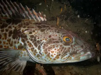 Lingcod