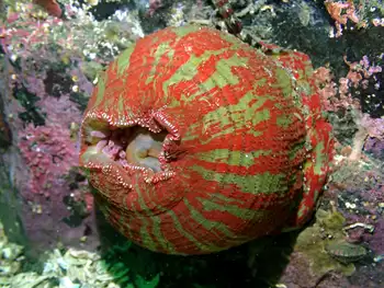 Painted Anemone