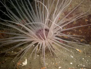 Tube Dwelling Anemone