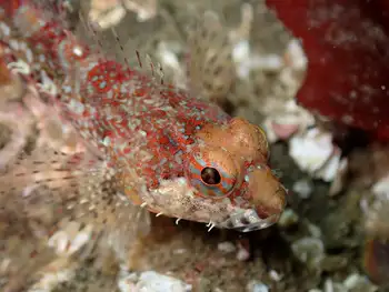 Scalyhead Sculpin