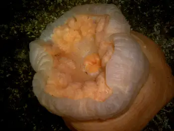 Metridium Anemone