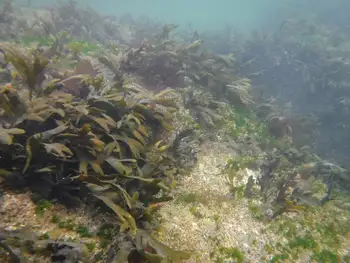 Algae