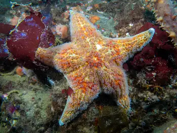 Leather Star
