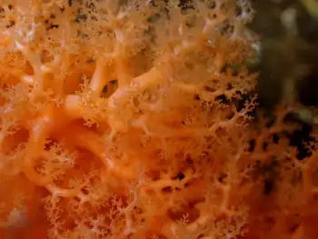 Red Sea Cucumber