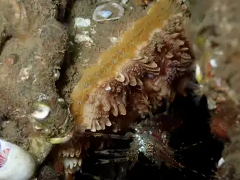 Rock Scallop