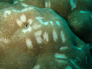 Pavona Coral