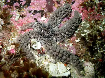 Velcro Star