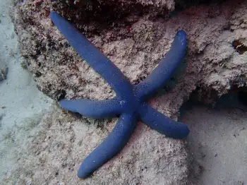 indian blue star