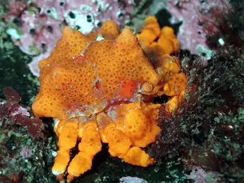 Juvenile Puget Sound King Crab