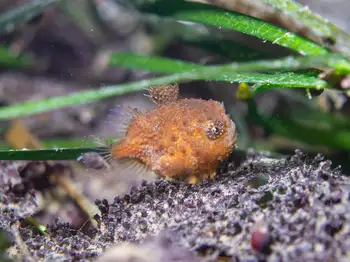 Spiny Lumpsucker