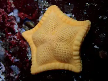 Cookie Star