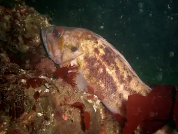 Brown Rockfish
