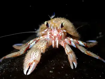 Blackeyed Hermit Crab