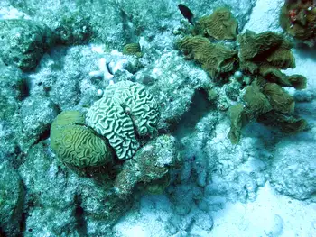 Brain Coral