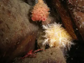 Bristly Tunicate
