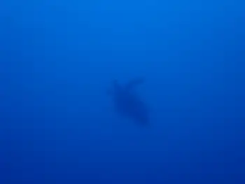 Green Sea Turtle