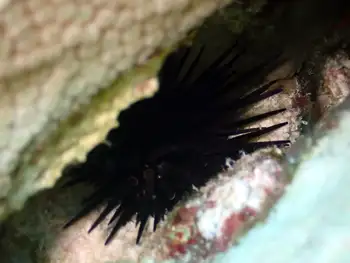 Rock Boring Urchin