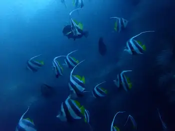 pennant coralfish
