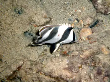 banded butterflyfish