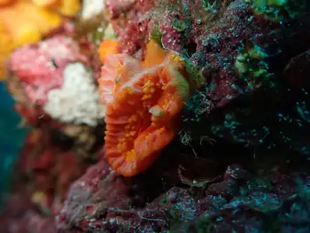 Coral