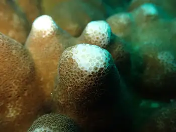 Pocillopora Coral