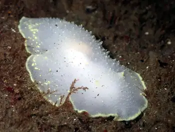 Yellow Rimmed Nudibranch