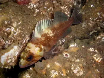 Quillback Rockfish